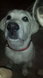 12112388_10153267025441267_5735798169473612138_n