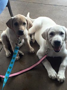 12193601_864142887035325_8193315096277188630_n