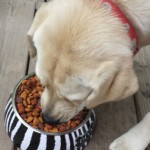 Loving Pets Dog Food Bowls