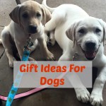 Gift Ideas For Dogs